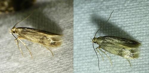 Borkhausenia nefrax